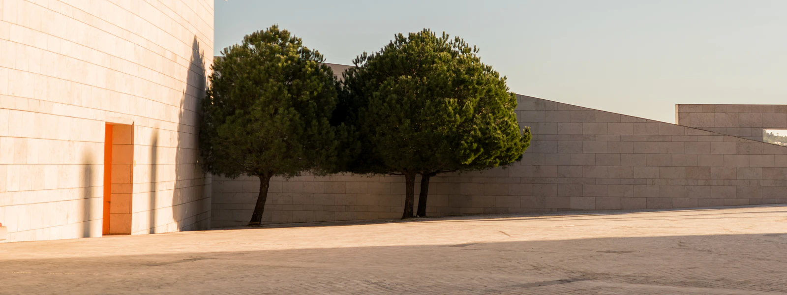 Deux arbres devant un mur de pierre claire
